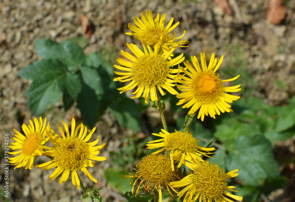 Inula blooms in the wild in summer. Inula blooms in the wild in summer.