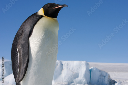 Emperor Penguin on Sea Ice   Antarctica