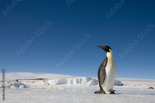 Emperor Penguins   Antarctica