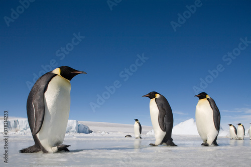 Emperor Penguins on Sea Ice,  Antarctica
