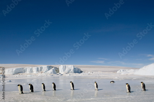 Emperor Penguins on Sea Ice   Antarctica