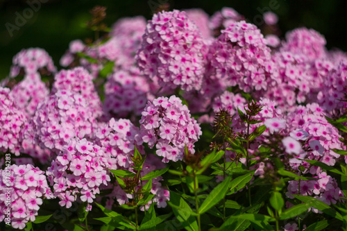 Purple, pink phlox on a summer day. Selective soft focus, shallow depth of field. © Arina B