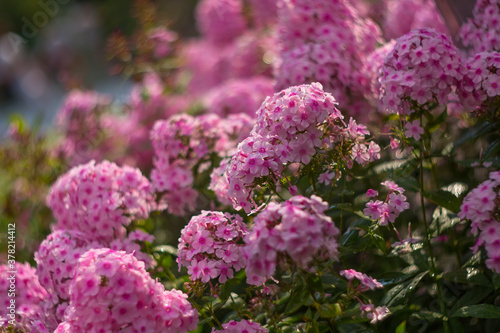 Purple  pink phlox on a summer day. Selective soft focus  shallow depth of field.