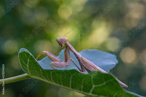 Close-up portrait of brown female European Mantis (Praying Mantis) in natural habitat. Mantis Religiosa looking at camera and sits on fig Ficus carica leaf. Nature concept. Selective focus. photo