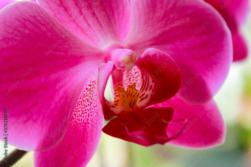 Fototapeta premium Phalaenopsis orchid colorful bloom