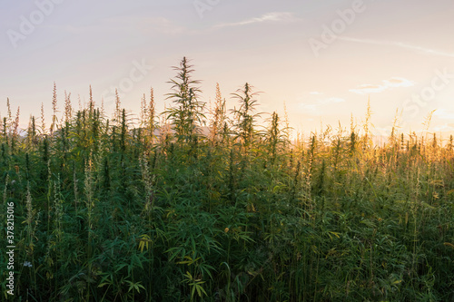 Cannabis or Hemp plants growing on field. Medical marijuana.
