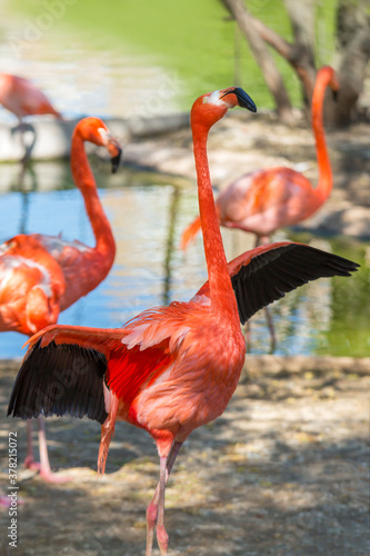 Pink flamingos on a clear sunny afternoon. Wild animals in the zoo.