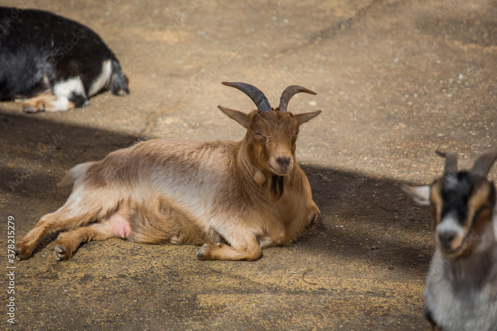 Red-haired goat is resting. Livestock, agriculture. Red-haired goat is resting. Livestock, agriculture.