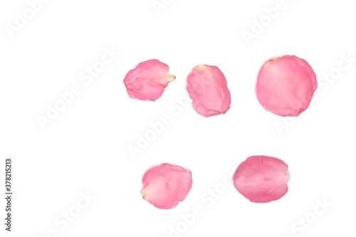 Wallpaper Mural In selective focus a group of sweet pink rose corollas on white isolated with copy space and softy style Torontodigital.ca