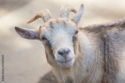 Portrait of a goat light color close-up. Pets, agriculture, animal husbandry. © Arina B