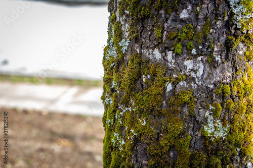 árbol, patagonia, sur, humedad