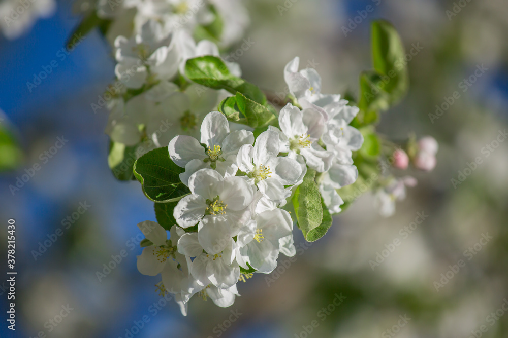 Blooming apple tree in spring. Selective focus, blurred background