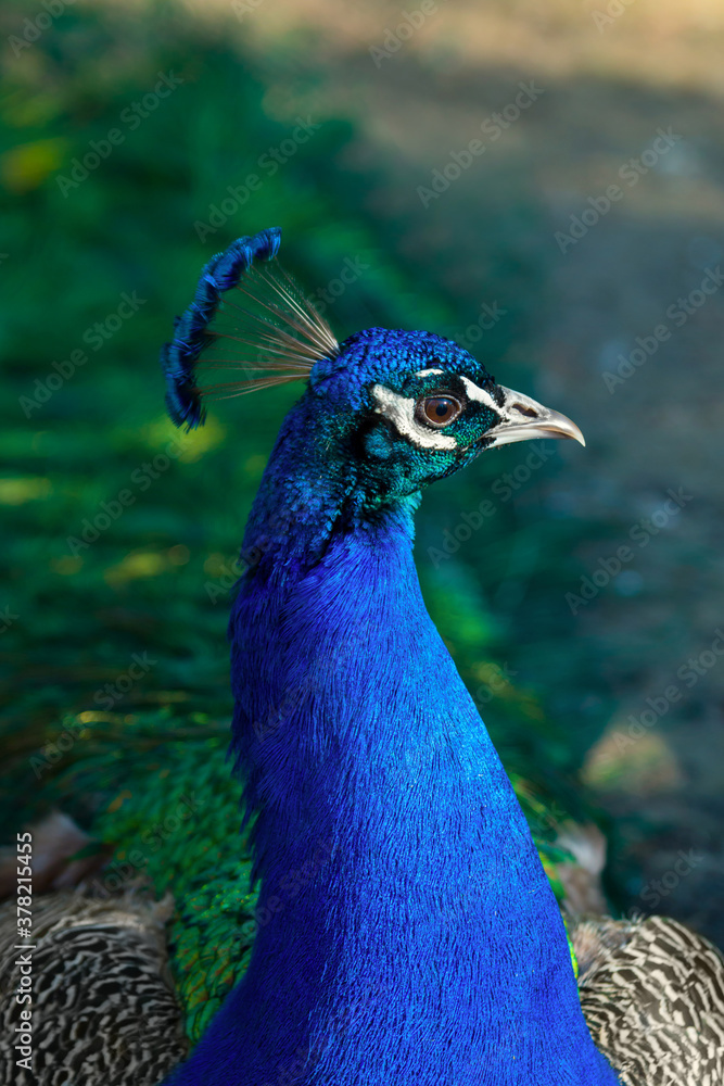 Obraz premium Peacock portrait close-up. Beautiful bright bird, wild animals.
