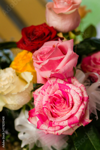 Pink rose flower brindle among other roses in a bouquet.