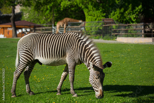 Zebra is grazing on green grass on a clear  sunny day. Portrait of a wild animal in the zoo.