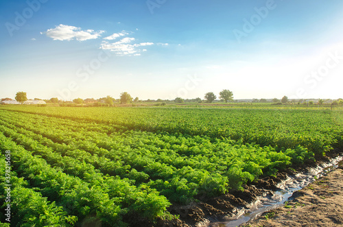Watering plantation landscape of green carrot bushes. European organic farming. Growing food on the farm. Growing care and harvesting. Agroindustry and agribusiness. Root tubers. Selective focus