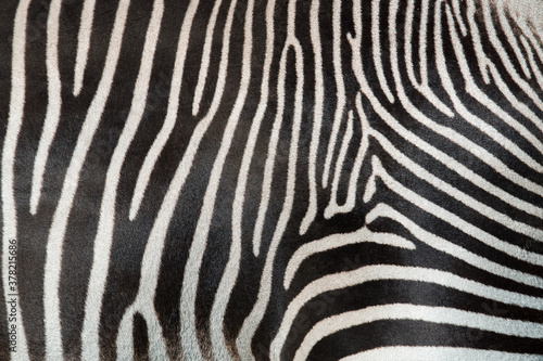 Texture of fur, wool zebra. Striped black and white background. Wild animals