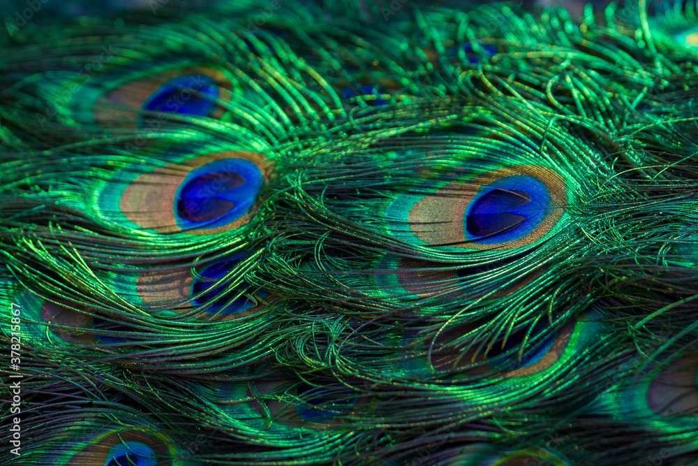 Obraz premium Texture of peacock feathers. Beautiful background, rich color.
