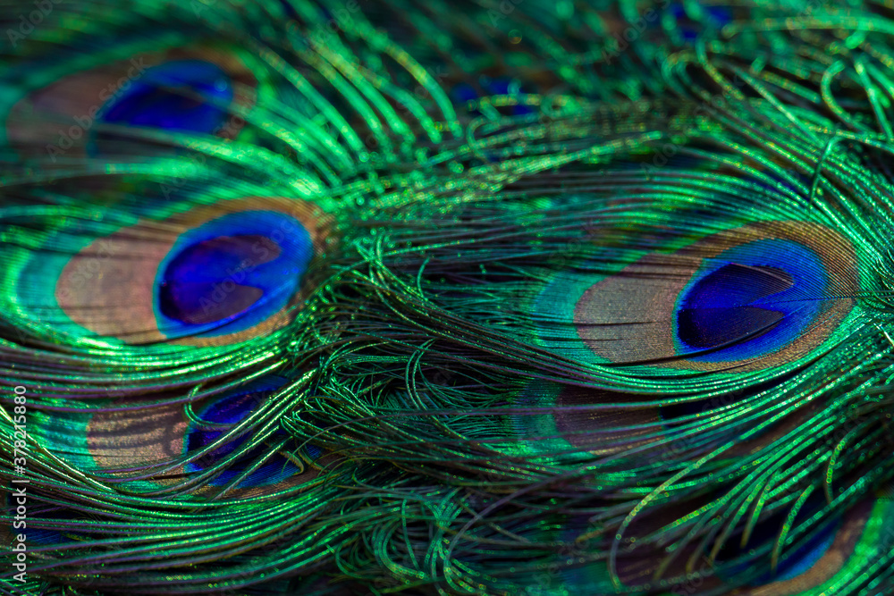 Fototapeta premium Texture of peacock feathers. Beautiful background, rich color.