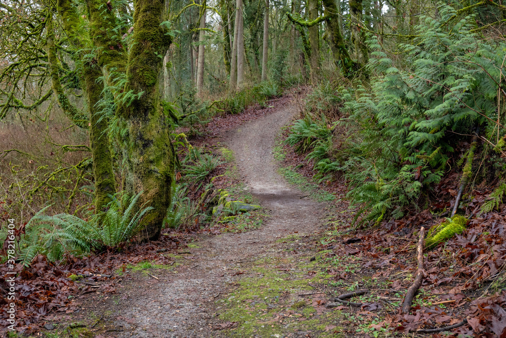 Trail Through a Forest with Moss-Covered Trees, Ferns, and Fallen Leaves Trail Through a Forest with Moss-Covered Trees, Ferns, and Fallen Leaves