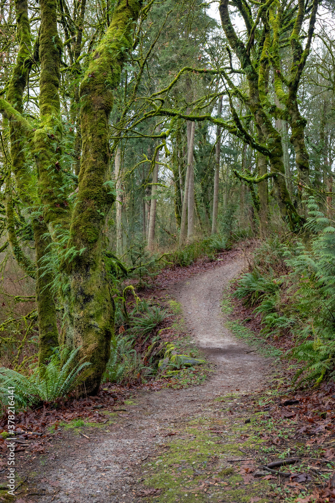 Fototapeta premium Trail Through a Forest with Moss-Covered Trees, Ferns, and Fallen Leaves