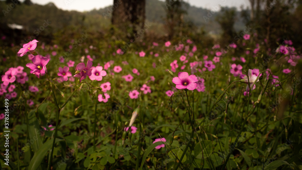 Field of small pink flowers 