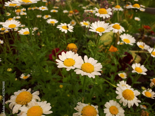 colorful daisies on a green meadow - Bogstad G  rd