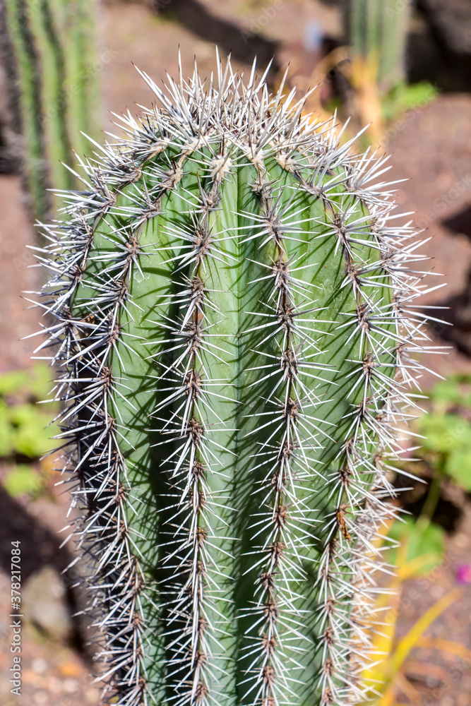 Kaktus der Art Pachycereus pringlei Kaktus der Art Pachycereus pringlei