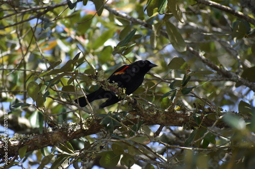 blackbird on a branch