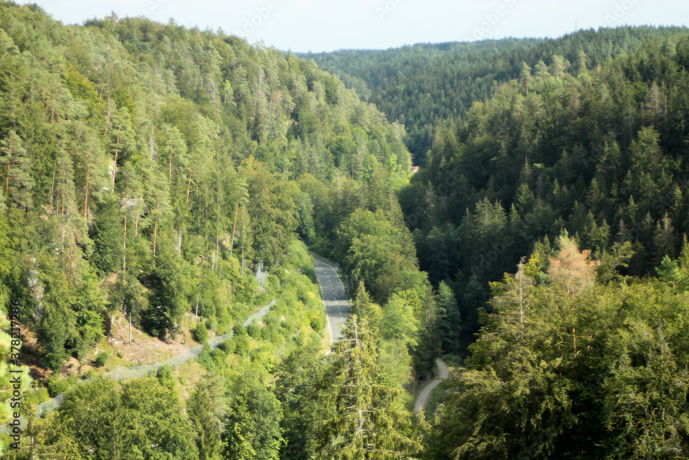 Coniferous forest in summer, photographed in Germany Bavaria