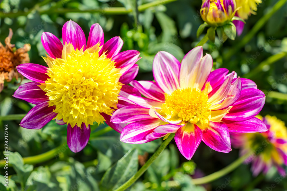 Dekorative Dahlien Tomo in voller, schöner Blüte Dekorative Dahlien Tomo in voller, schöner Blüte