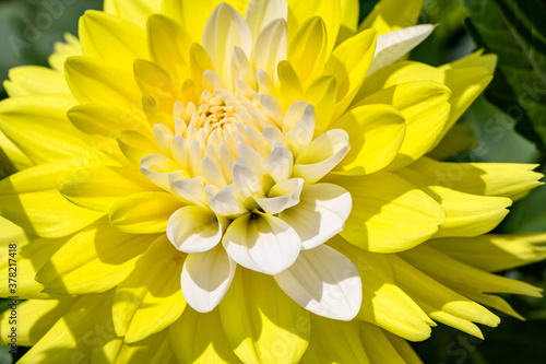 Dekorative Dahlie in gelber Blütenpracht