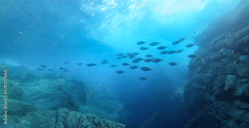 Huge fish bank school of sarpa salpa swimming between the sunbeam underwater in Ikaria, Greece Huge fish bank school of sarpa salpa swimming between the sunbeam underwater in Ikaria, Greece