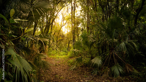 sunlight through the forest