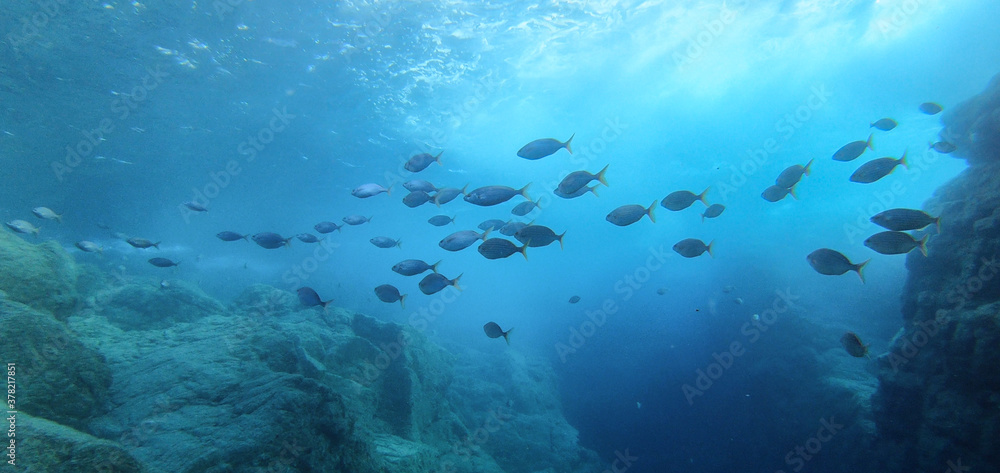 Εκτύπωση καμβά Big fish bank school of sarpa salpa swimming between the sunbeam underwater in I