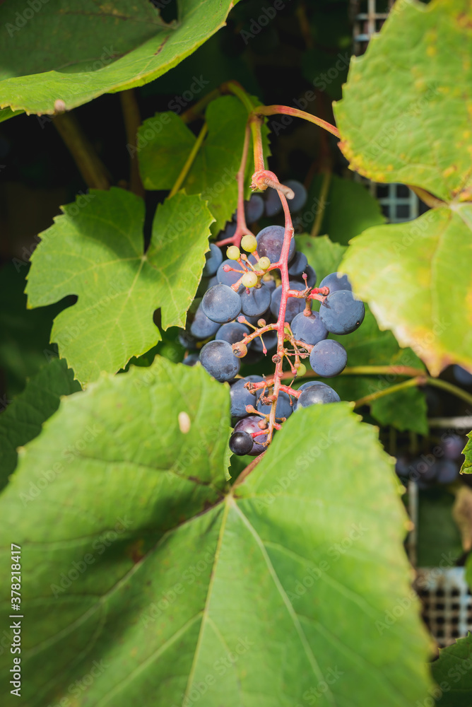 ripe bunch of grapes hanging on a plant on a sunny day/bunch of blue grapes hanging on a plant with green leaves ripe bunch of grapes hanging on a plant on a sunny day/bunch of blue grapes hanging on a plant with green leaves