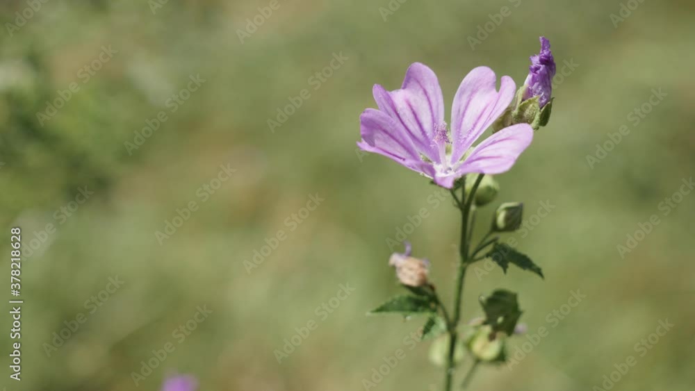Common mallow flower in the field shallow DOF 4K footage Common mallow flower in the field shallow DOF 4K footage