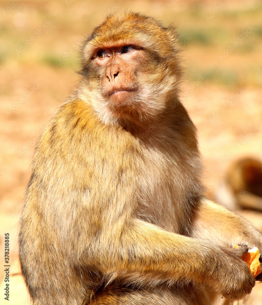 Obraz premium Macaques of Middle Atlas, Morocco.