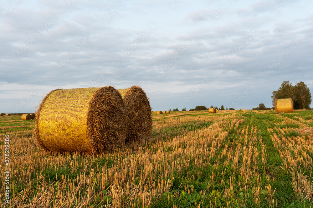 golden round bales of straw lie on the harvested field during sunset, evening autumn time with blue sky with clouds