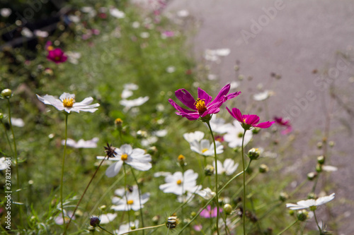 Garden cosmos (Cosmos bipinnatus) flowers blooming  © teine