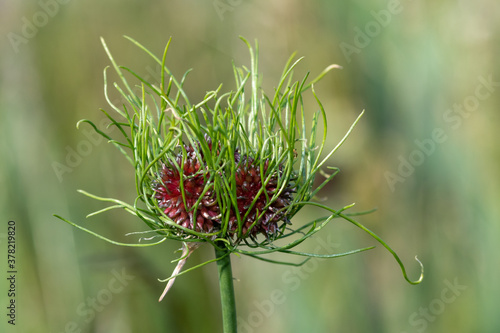 Close up of a wild garlic (allium vineale) plant