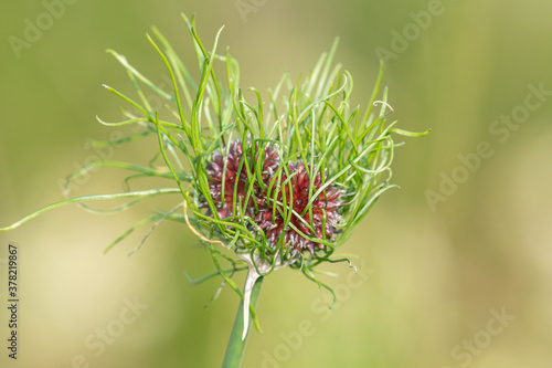 Close up of a wild garlic (allium vineale) plant photo