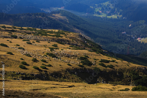Beautiful landscape with flock of sheep in the Romanian Carpathian mountains