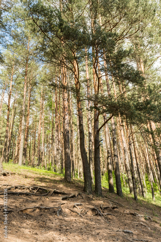 Sunlight passes through the pine trees in the forest. Park area for relaxation and walking. Tree roots on the ground