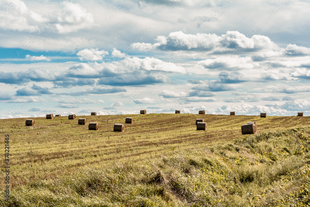Hay stack bale on farm wheat field after harvest, natural farmland landscape and agriculture in Belarus. Daytime rural countryside summer view on round haystacks and horizon