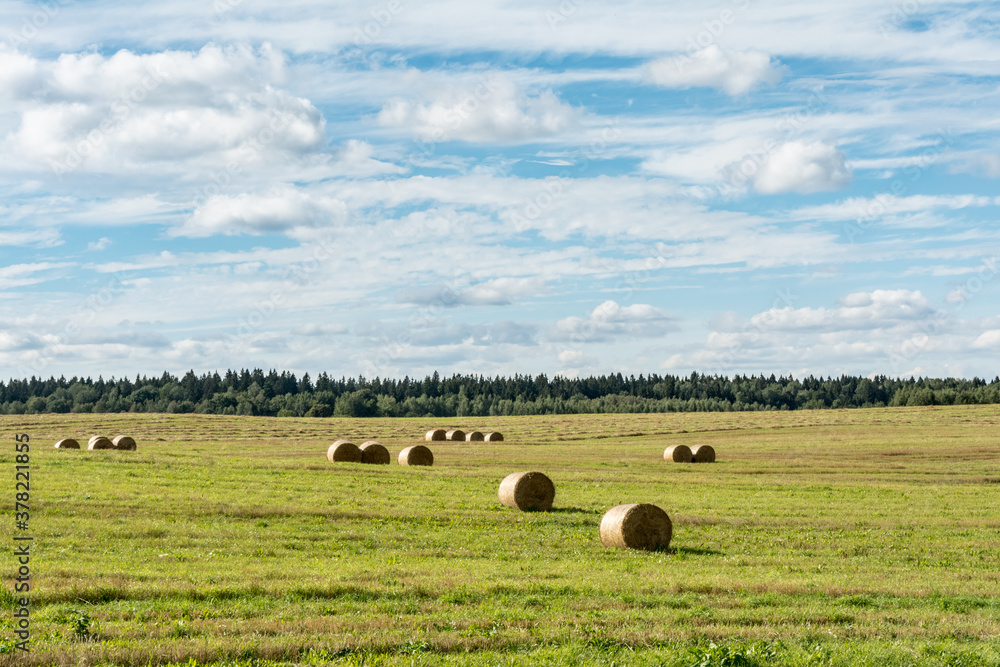Green field with round bales, forest on the horizon, blue sky with white clouds. Nature landscape background Green field with round bales, forest on the horizon, blue sky with white clouds. Nature landscape background