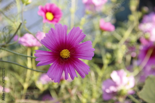 Potager © Denis