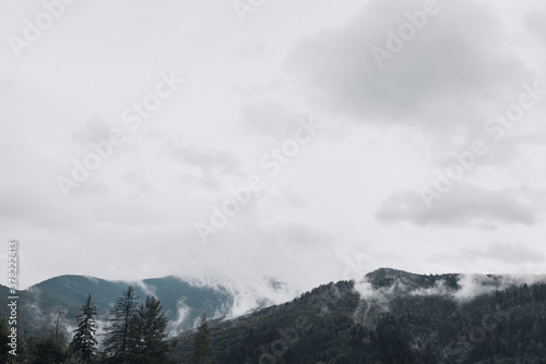 rocky high mountains. tops in the snow. tall spruce in the foreground. Forest fog laid on the tops of the trees weather mountains. Clouded Mountainside and Evergreen Tree Scape. © Andrii