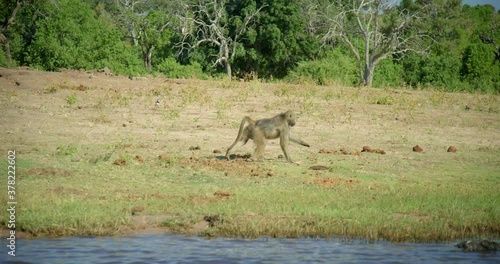 View of monkey on Botswana safari, handheld