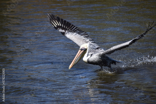 Splash down Pelican